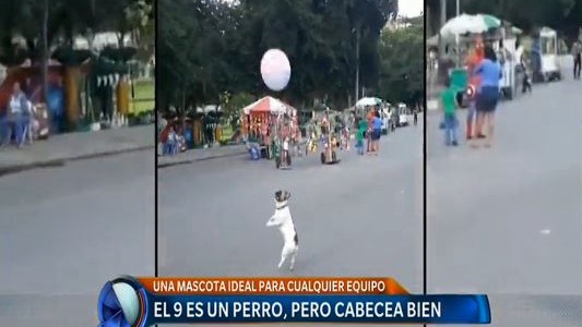 El 9 es un perro, pero cabecea