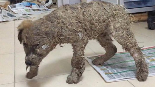 Crueldad animal: unos nenes le pusieron barro y pegamento a un perro y lo dejaron petrificado