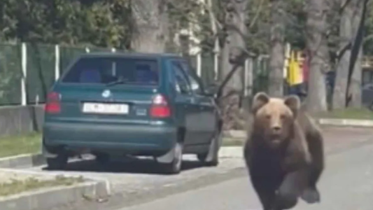 Eslovaquia autoriza sacrificio de 350 osos tras varios ataques a personas