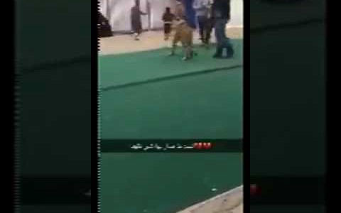 Video impactante: un tigre atacó a una nena en un mercado de Arabia