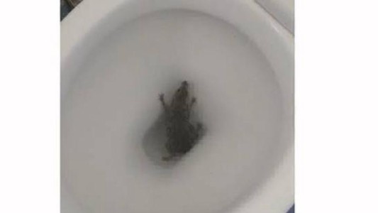 Video de terror: se iba a sentar y salió una rata del inodoro
