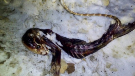 Temor en Rusia por la aparición de un animal desconocido