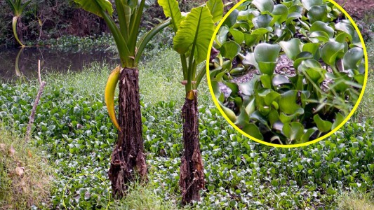 La foto que demuestra que una mujer estuvo a metros de la muerte
