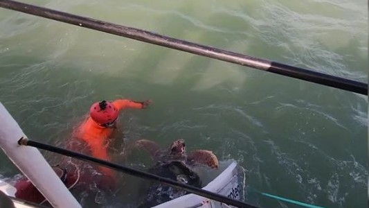 Mar del Plata: devuelven al tortugo “Jorge” a su hábitat natural