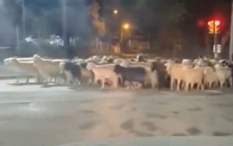 Fin de la veranada en Neuquén: los rebaños atraviesan calles y rutas