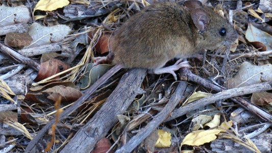 Alarma en la Patagonia: se registró una nueva muerte por hantavirus
