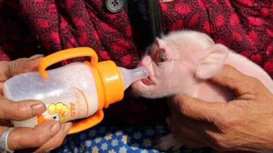 Misterio en China por el nacimiento de un cerdo mutante