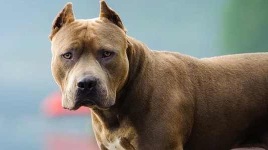 Santa Fe: un pitbull mordió en la cara a una nena de cinco años