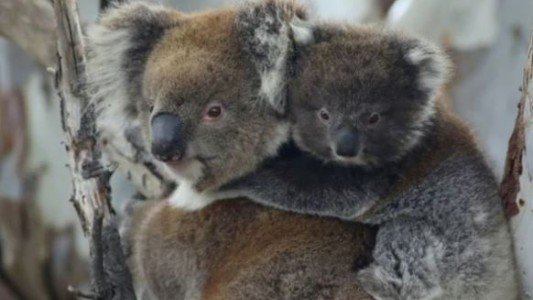 Australia sacrificó a 750 koalas con francotiradores desde helicópteros tras un incendio