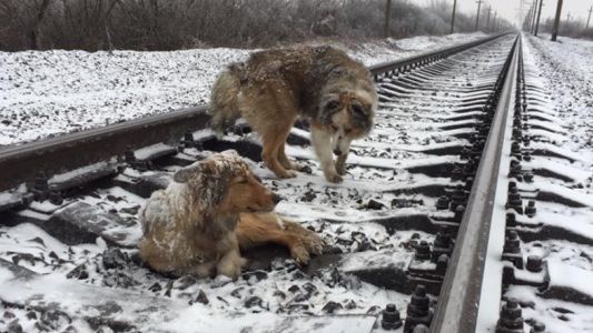 El perro que arriesgó su vida para salvar la vida de su compañera al paso del tren