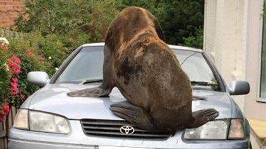 Un lobo marino suelto se subió a los autos y provocó daños con su enorme tamaño