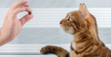 La Facultad de Ciencias Veterinarias de la UBA abre un curso de entrenamiento felino