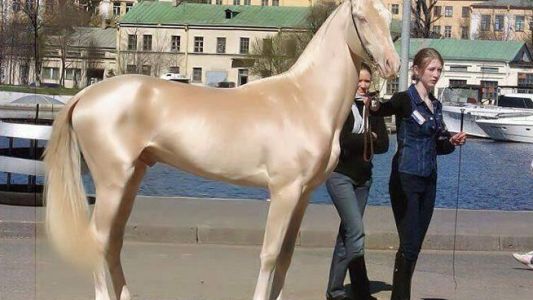 Explotan las redes con las fotos del caballo más lindo del mundo