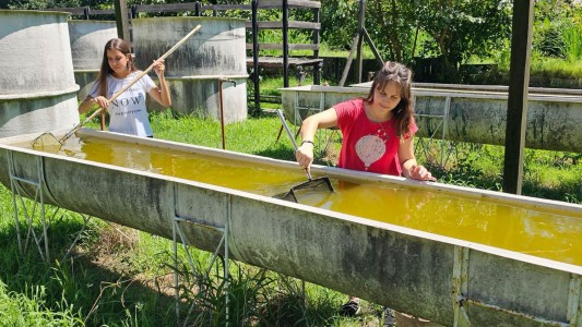La UBA entrega gratuitamente peces que mantienen al mosquito del dengue alejado de piscinas y estanques