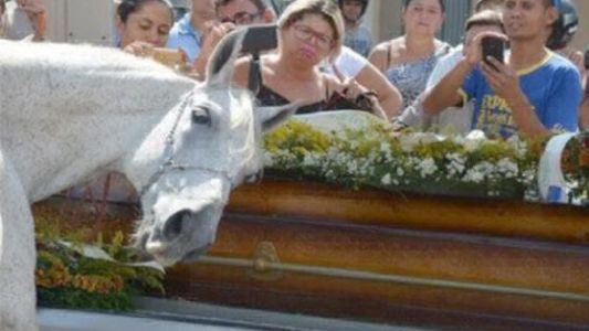 La historia de "Sereno", el caballo que lloró frente al ataúd de su jinete muerto