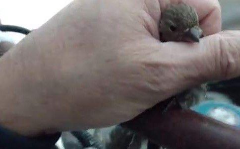 Video: el hombre que salvó con su aliento a un gorrión que se había congelado