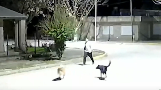 Lo atacó una jauría: la dueña de los perros no lo ayudó y le pidió que no gritara "para no ponerlos nerviosos"