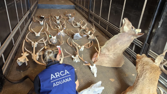 Hallan animales taxidermizados sin declarar en un camión que salía del país