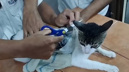 "Narco Michi": atraparon a un gato que era usado para ingresar droga a una cárcel de Costa Rica