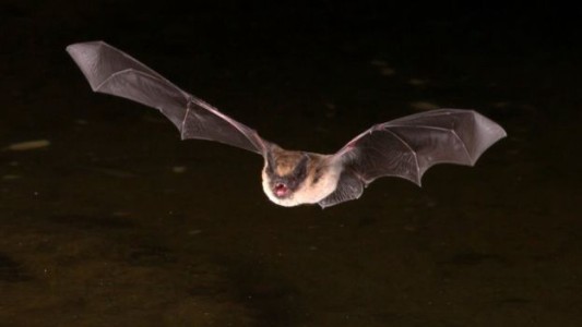 Alarma en Brasil porque el murciélago vampiro empezó a chupar sangre humana