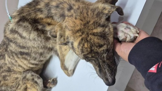 Imputaron a una mujer por abandonar y maltratar a un perro en Río Negro