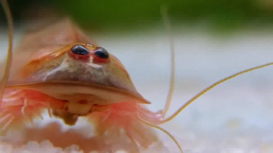 "Revivió" un crustáceo prehistórico gracias a una fuerte lluvia