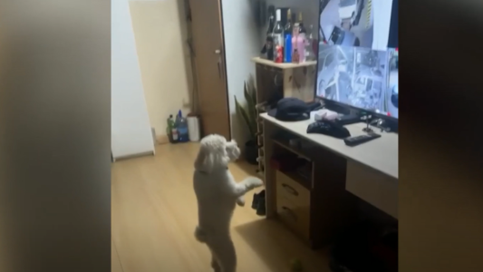 Perro "policía": un caniche controla las cámaras y alerta a sus dueños