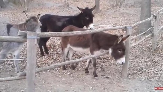 Video viral: el burro que no es tan burro