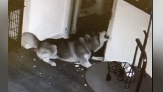 Perro héroe: escapa de su jaula y le abre la puerta al resto de los animales