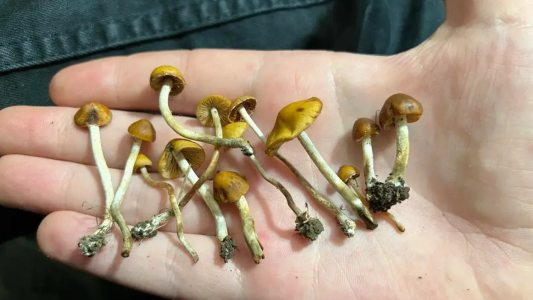 Nueva Zelanda aprueba el uso medicinal de "hongos mágicos"