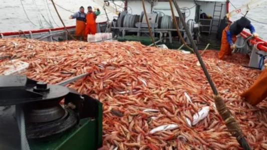 Argentina importará miles de toneladas de langostino para atenuar la crisis pesquera