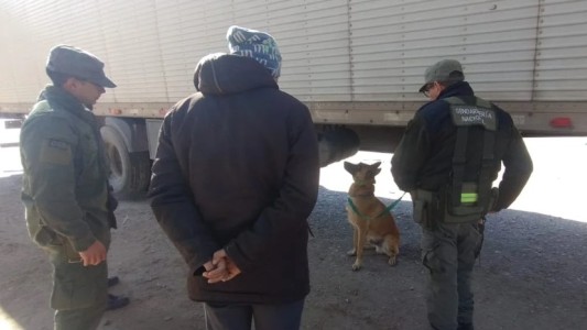 Salta: el perro antinarcóticos "Minos" halló 40 kilos de pasta base en un camión proveniente de Bolivia