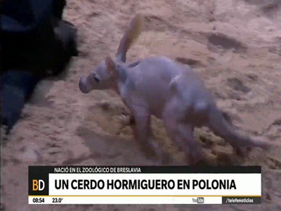 Un cerdo hormiguero nació en un zoológico de Polonia