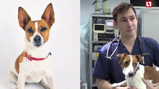 Someten a su perro a una operación para que se parezca al de la película "La Máscara"