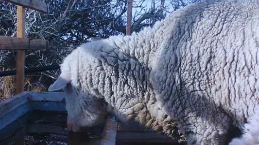 El INTA desarrolló un bebedero que evita que se congele el agua