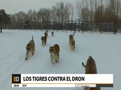 Los tigres contra el dron