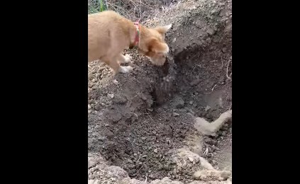 Video emotivo: el perro que entierra a su hermano muerto