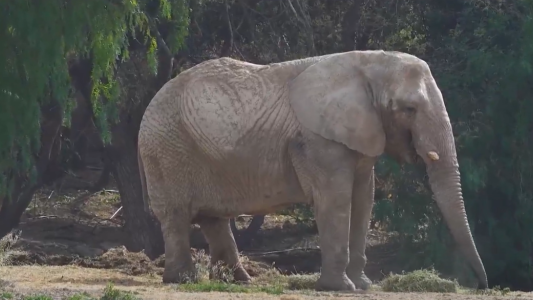 El largo viaje de Kenya al santuario: ya no quedan elefantes en cautiverio en Argentina