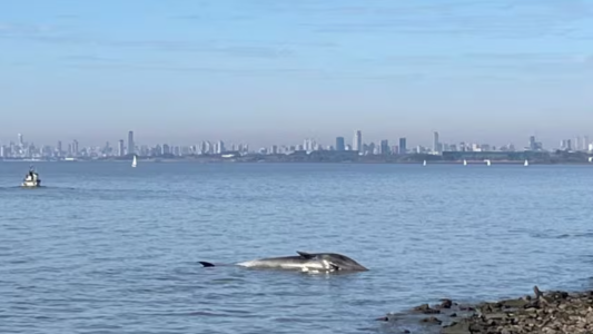 Una ballena varada apareció sin vida en la costa de Vicente López