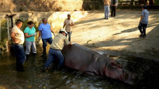 Horror El Salvador: mataron de una paliza al último hipopótamo del zoo