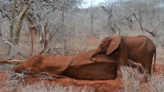 Una bebé elefante no quiso separarse de su madre asesinada por un cazador
