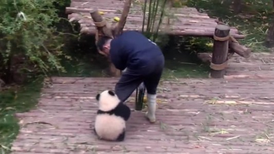 Una empresa china transforma el excremento de oso panda en pañuelos de papel