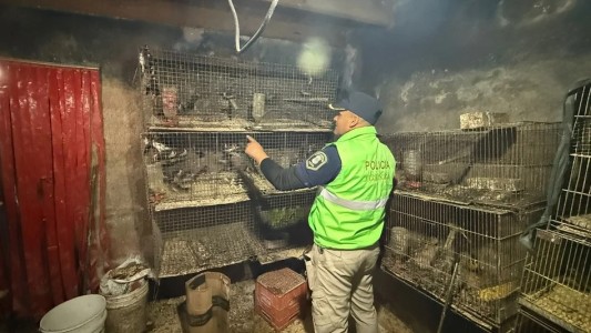 La Plata: rescataron a más de 200 animales que estaban atrapados en una casa