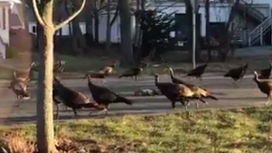 Misterio viral: ¿por qué una docena de pavos giran alrededor de un gato muerto?