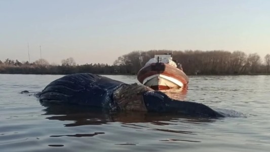 Conmoción en Zárate: apareció una ballena en el Río Paraná y creen que está agonizando