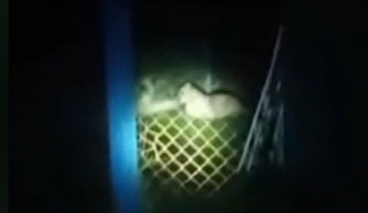 Alarma por un puma suelto en La Reja: aseguran que ya mató a varios animales