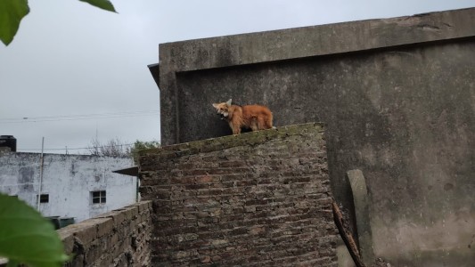 Una aguará guazú fue rescatada del techo de una casa: una familia la tenía como mascota
