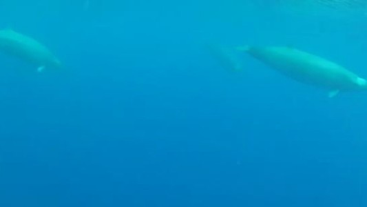 Filman por primera vez a una extraña ballena