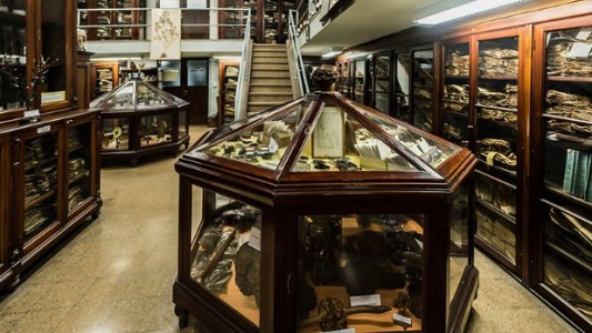 El Museo de Farmacobotánica de la UBA cumple 125 años