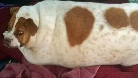 El milagro de "Pearl": el perro que bajó 17 kilos y se salvó de morir